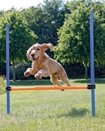Agility Spring Til Hunde