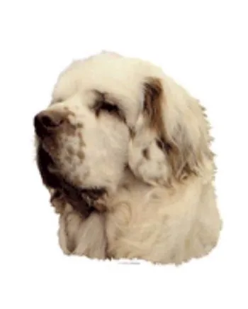Klistermærke  Clumber Spaniel