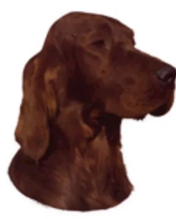 Klistermærke  Irsk Setter