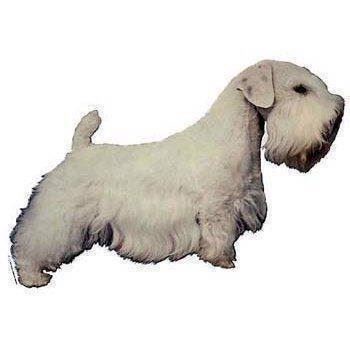Klistermærke  Sealyham Terrier