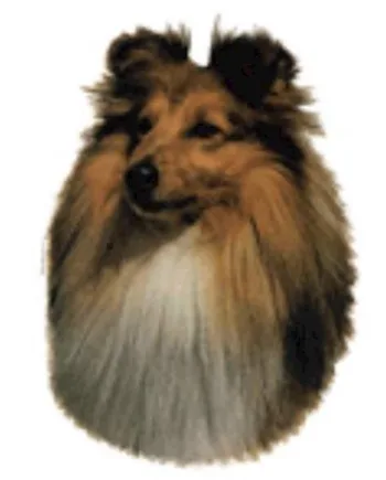Klistermærke  Shetland Sheepdog