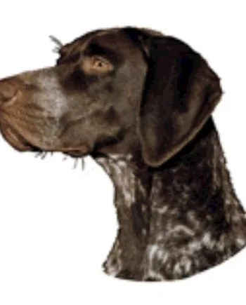 Klistermærke  Tysk Korthåret Hønsehund