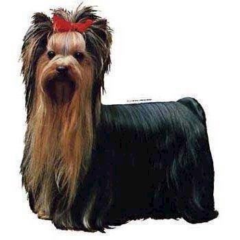Klistermærke  Yorkshire Terrier