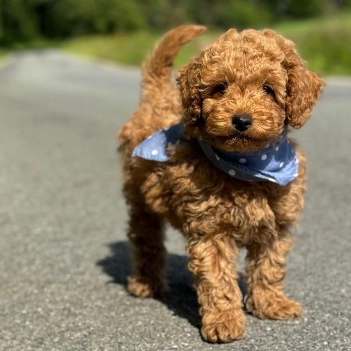 Bandana   Blå    Hvide Prikker