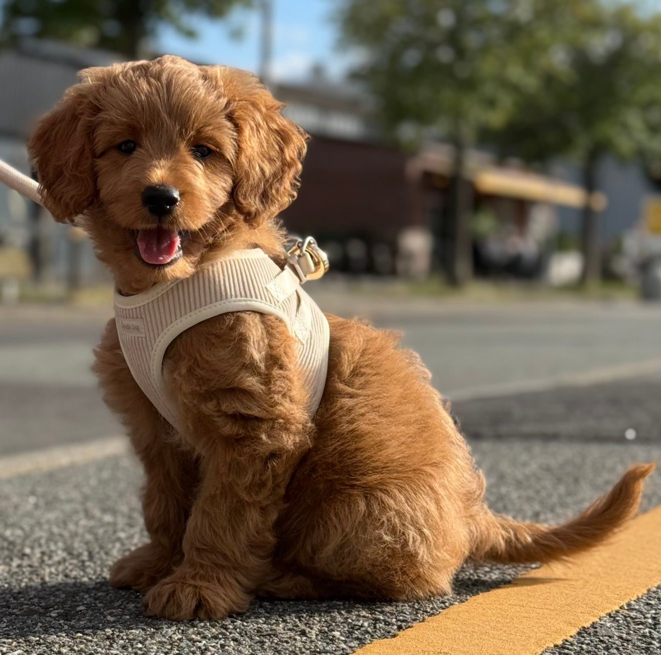 Nora Kropssele   Fløjl   Beige Xxs