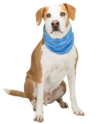 Active Canis Kølende Bandana Til Din Hund