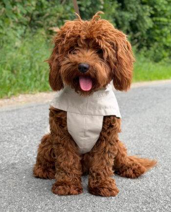 By Doodle Dogs Regnjakke   Beige