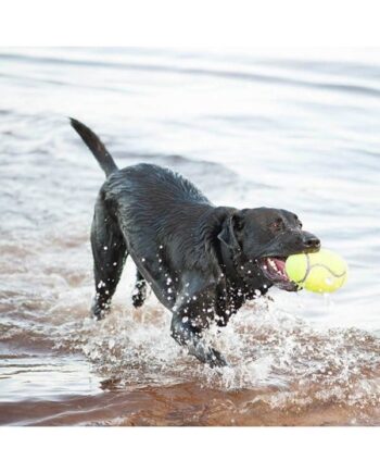 Kong Hundelegetøj Airdog Squeaker Football Large 16 5cm