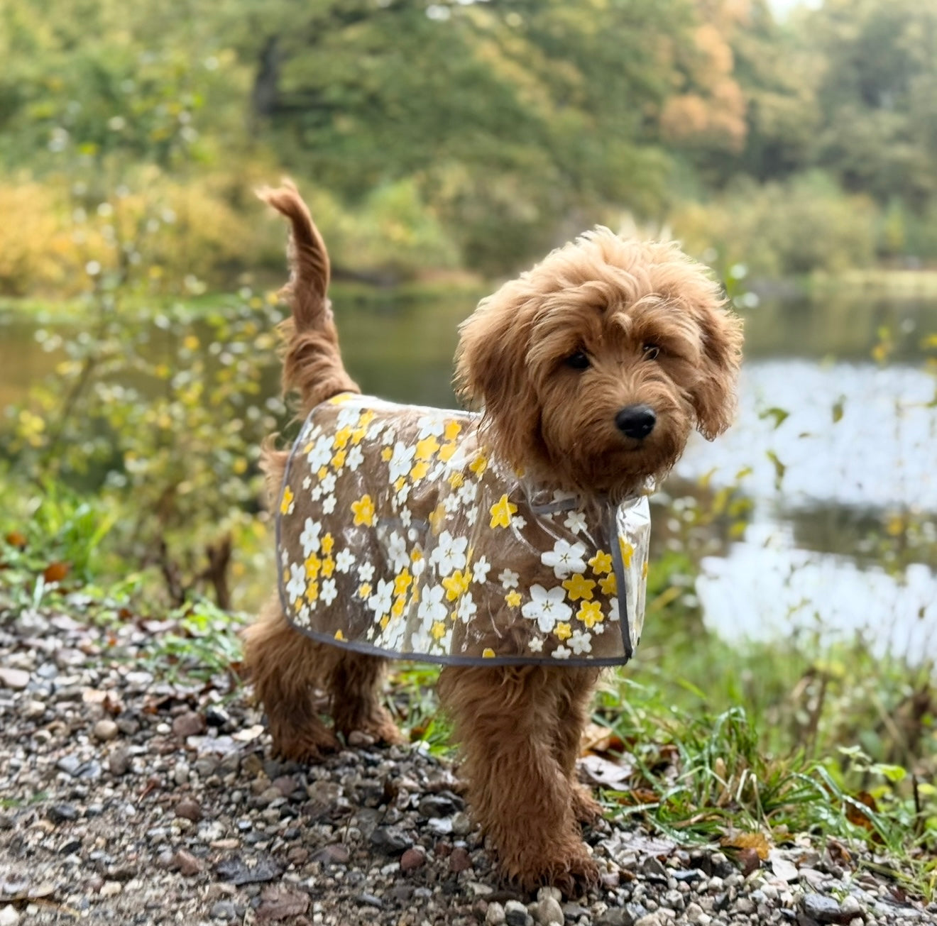 Regnjakke Til Hund Blomster Gul Small