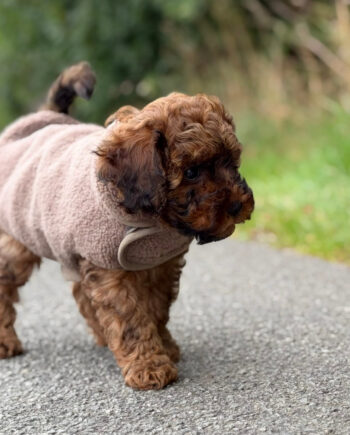 By Doodle Dogs Sherpa Fleece Trøje