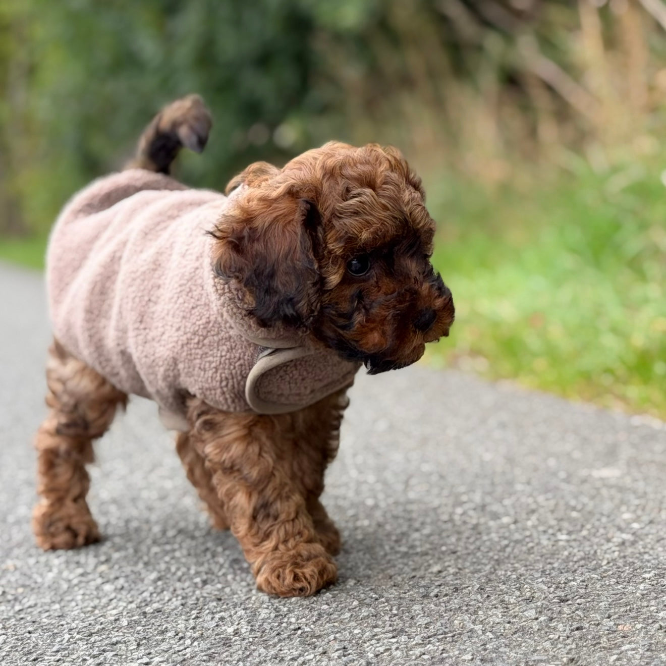 By Doodle Dogs Sherpa Fleece Trøje